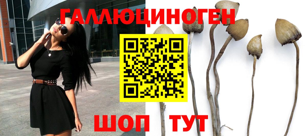 Галлюциногенные грибы GOLDEN TEACHER  Вход с VPN  Торжок 